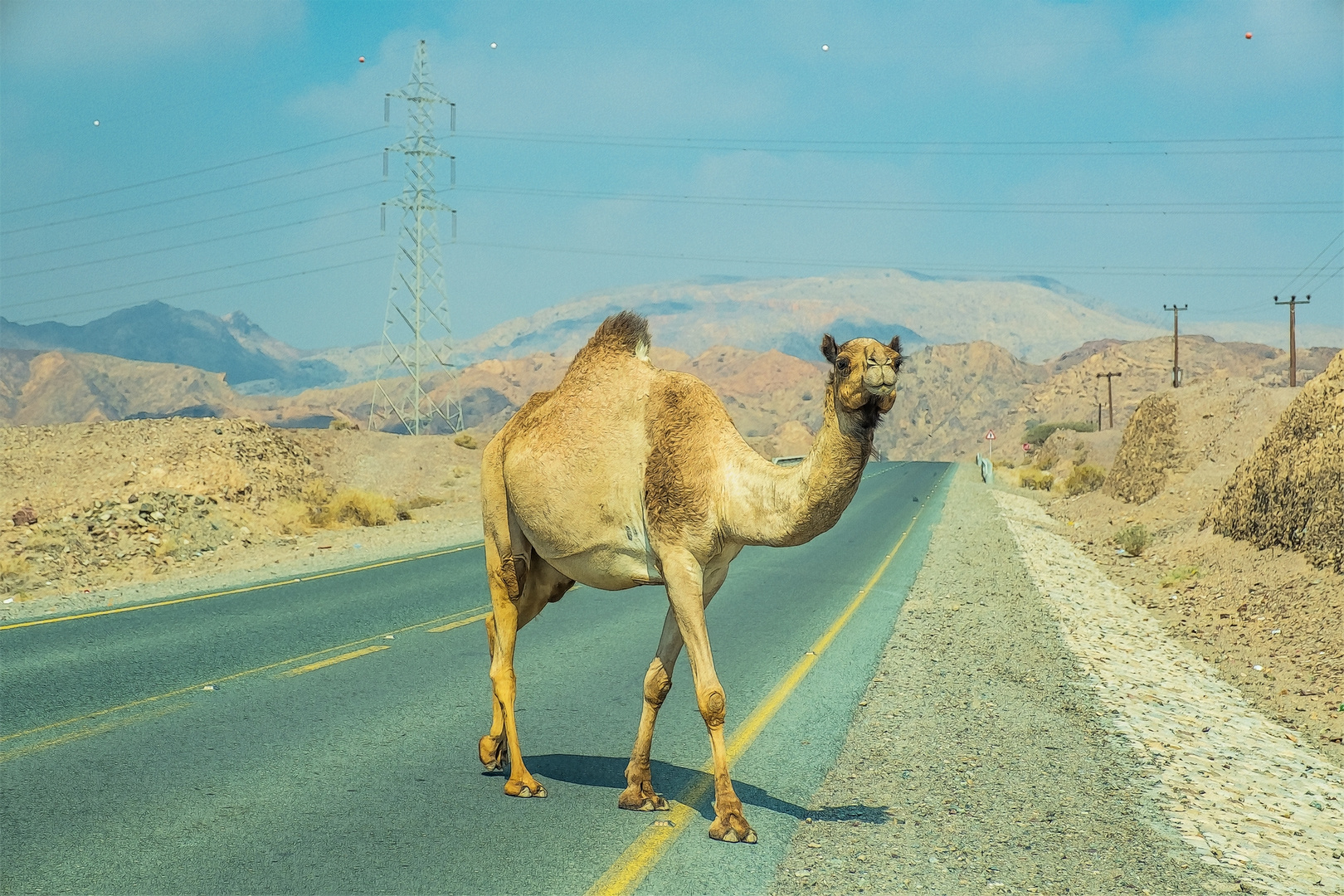fc - free camel