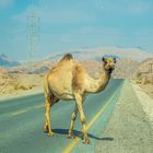 fc - free camel