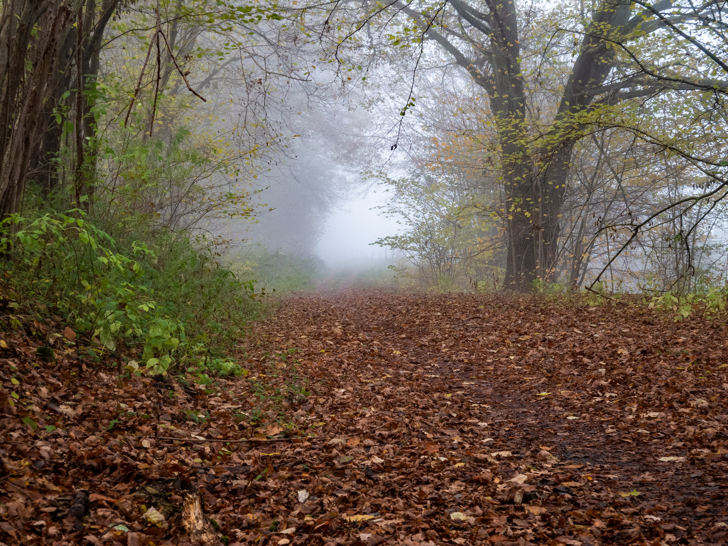 fc-Herbstwald2