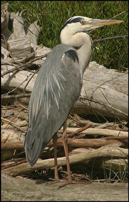 FC HERON CENDRE CAMARGUE ORIGINAL JPEG