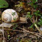 FC-Schnecke...