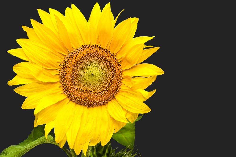 fc-Sonnenblume