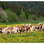 fc-stammtisch meiningen im haflinger gestüt meura