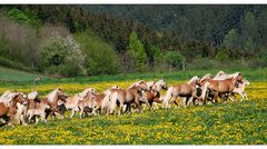 fc-stammtisch meiningen im haflinger gestüt meura