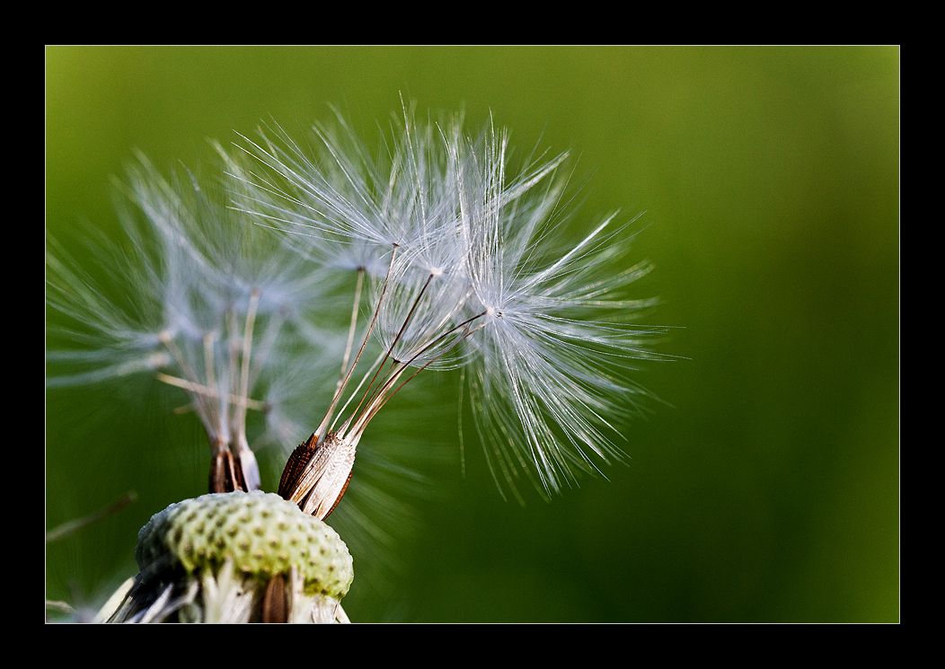 ~ FC Usertreffen - Thema Macro II ~