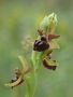 Gargano Ragwurz  ( Ophrys garganica ) von Natur RB