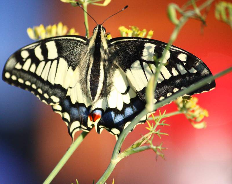 FCB- Schwalbenschwanz (Papilio machaon)