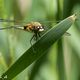 Libelle am Teich