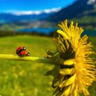 F*cking Marienkäfer im traumhaften Allgäu - Liebesspiel auf Löwenzahn ;-)