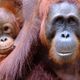 Orang-Utan mother and child