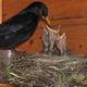 Amsel Paar beim Aufziehen der Jungen