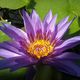 Nymphaea caerulea