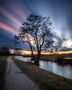 Baum im Sturm von Alexander R.H.