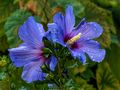 Blue Hibiscus Blossoms by FMW51