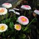 Bellis perennis