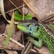 LACERTA AGILIS-PORTRAIT