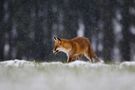 Fuchs beim Beutefang von BirdyBirdler