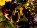 Colourful Pansy 2024 by Harold Thompson