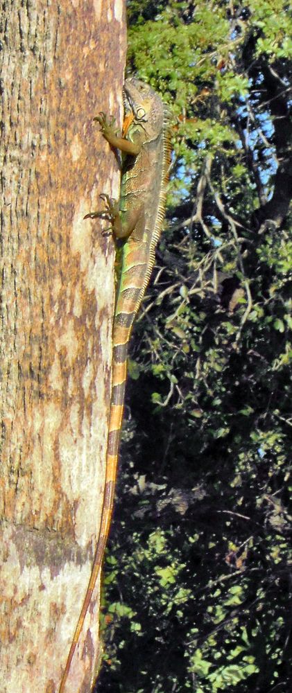 Leguan auf dem Weg ins Baumhaus von Gerhard Bachleitner