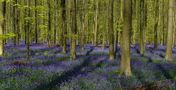 The Living Forest (805) : A sea of Bluebells  by Mark Billiau.