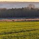 Rehe in Hiller Groes Torfmoor