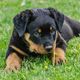 junger Rottweiler