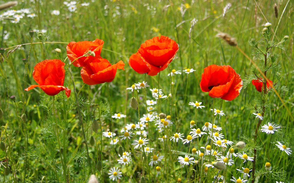 Mohnblumen von msiebert 