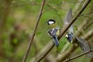 Great tit by Hany HOSSAMELDIN