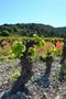 Château Ricardelle BLASON Coteaux du Languedoc La Clape AOC by Simone Mathias 