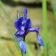 blaue Iris