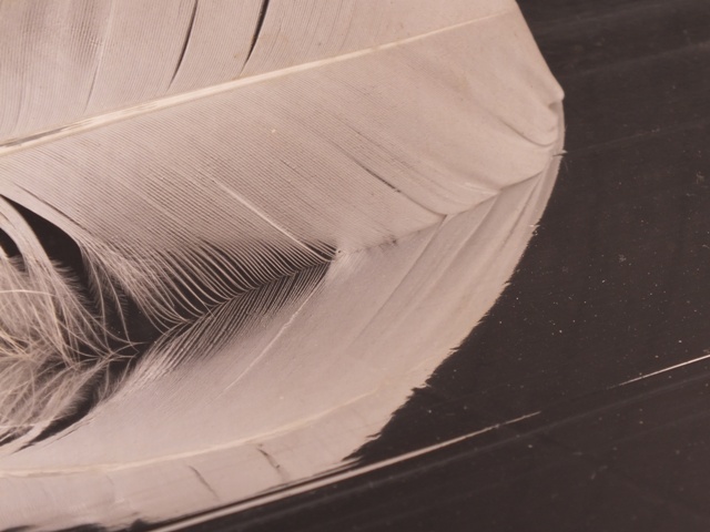 Feather 2