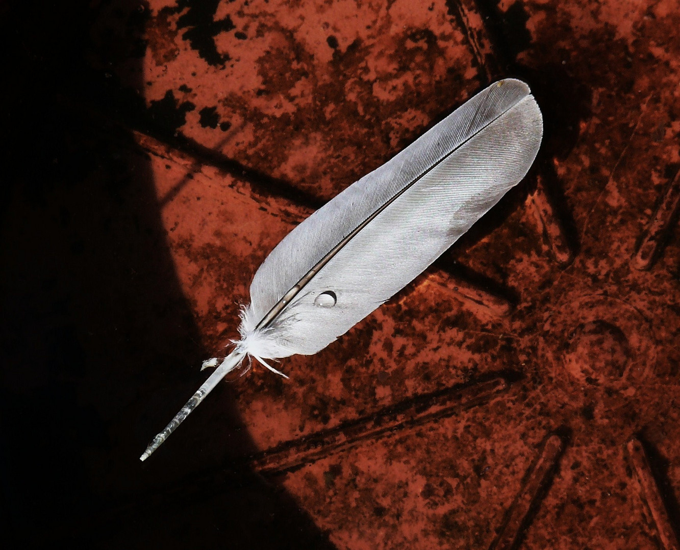 Feather