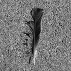 Feather