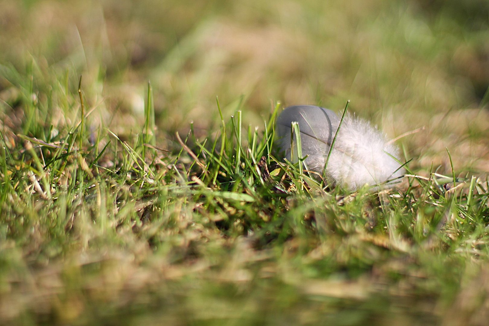 feather