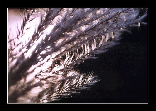 feather