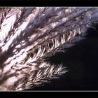 feather