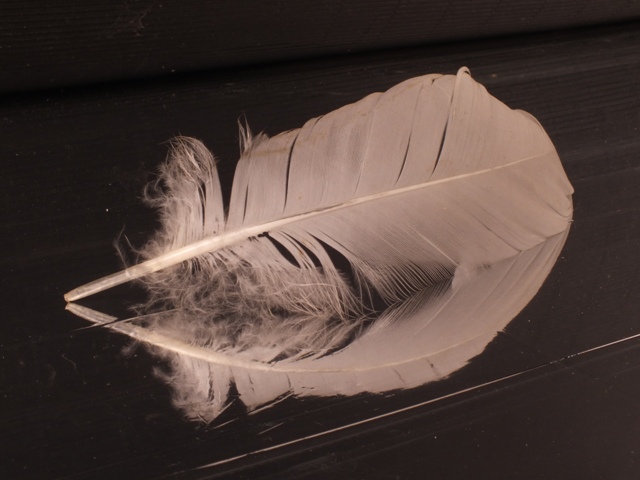 Feather