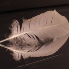 Feather