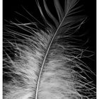 feather