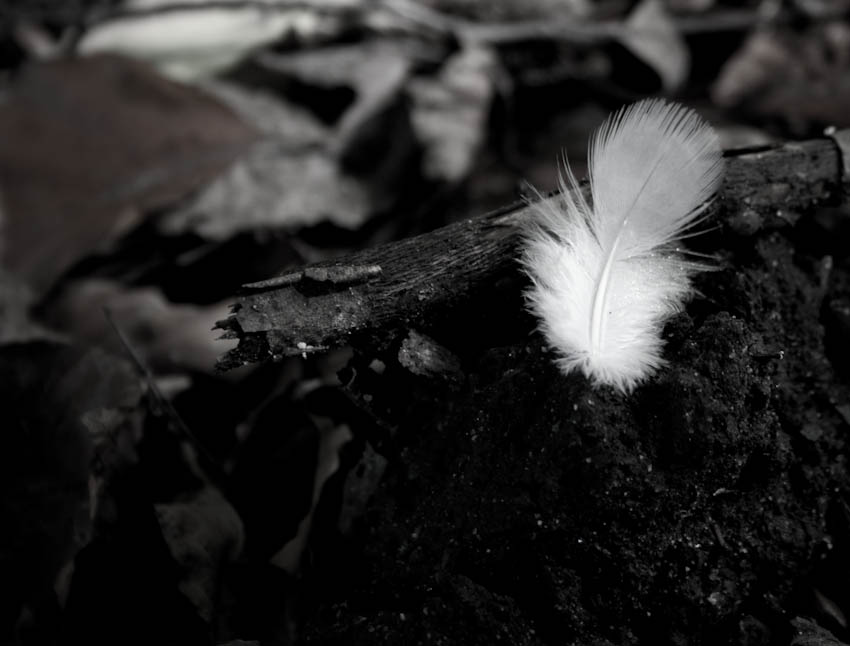 Feather