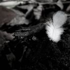 Feather