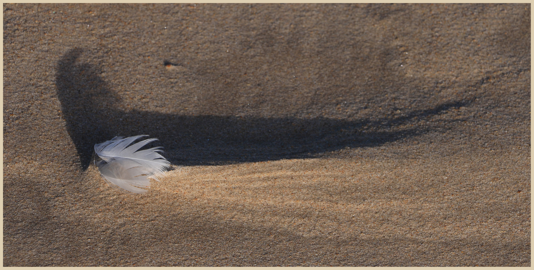 feather and sand at beadnell