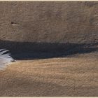 feather and sand at beadnell