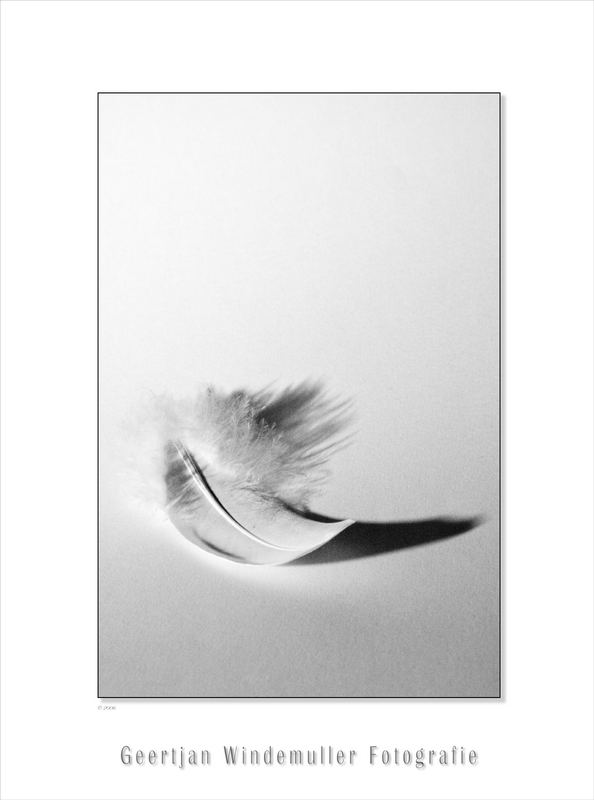 ... feather ...