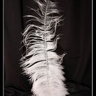 Feather