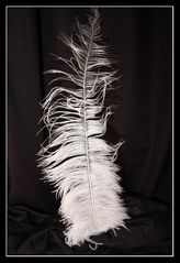 Feather