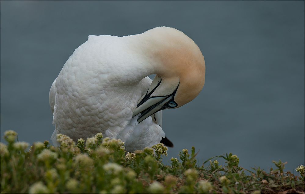 Feather care