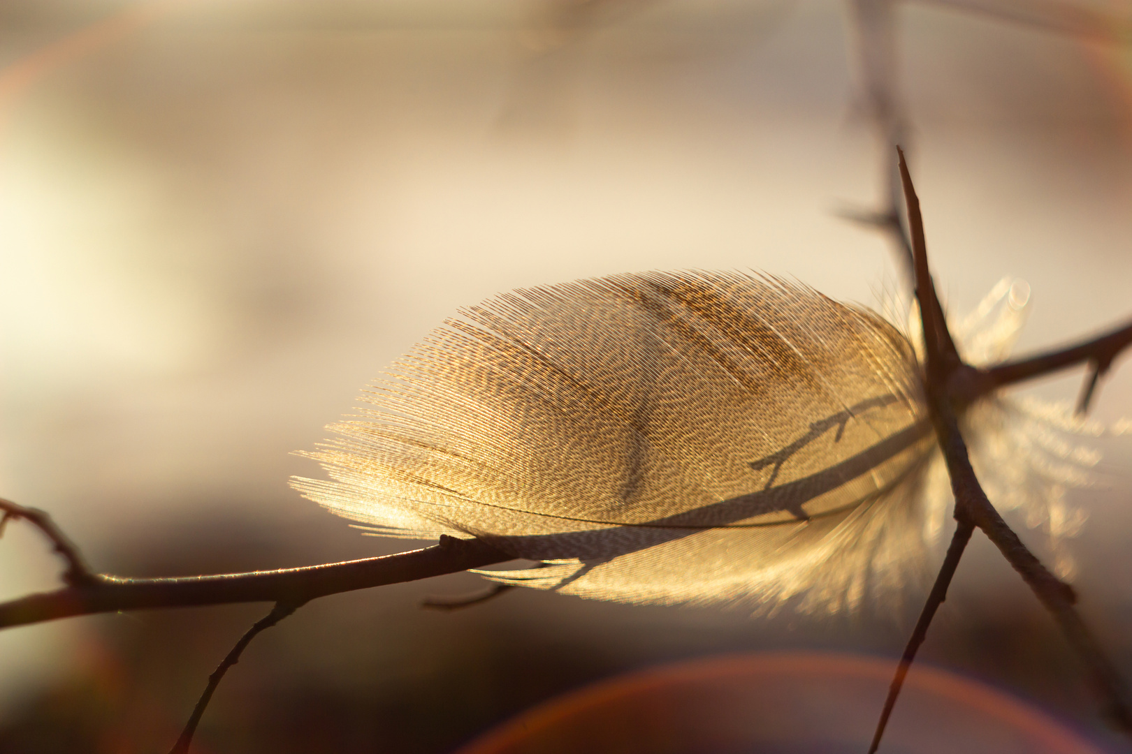 Feather