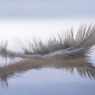 Feather