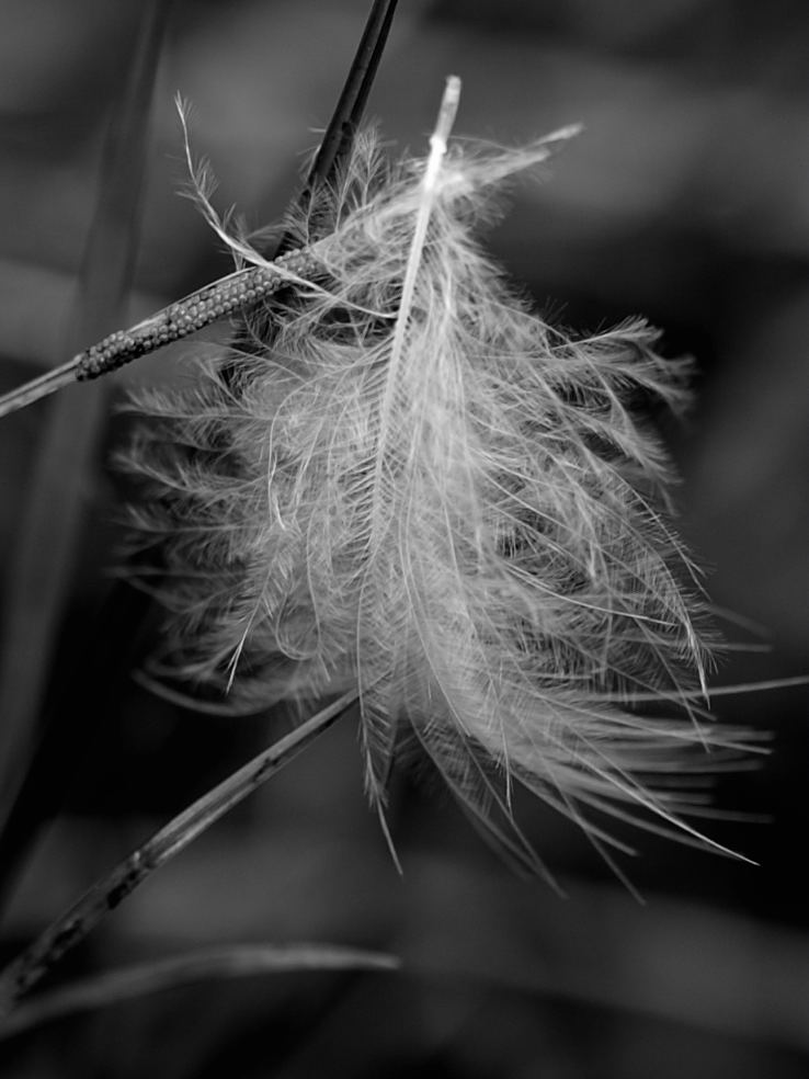 feather